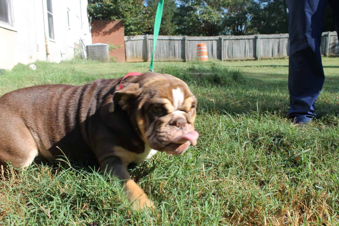 Georgia Bulldog Rescue