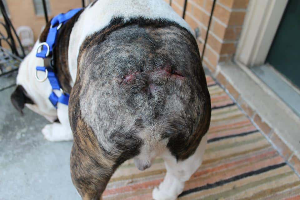 Infected Tail Pocket Bulldog