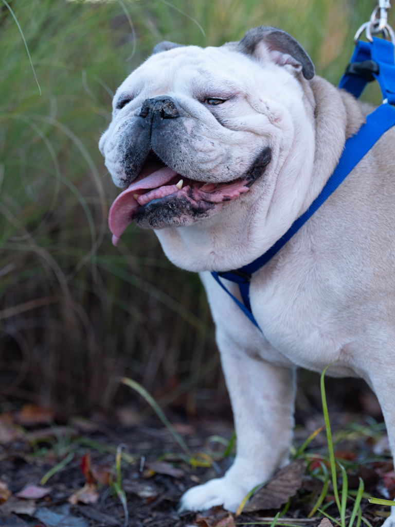 33 Best Images English Bulldog Rescue Texas / King English Bulldog | Norcal Bulldog Rescue