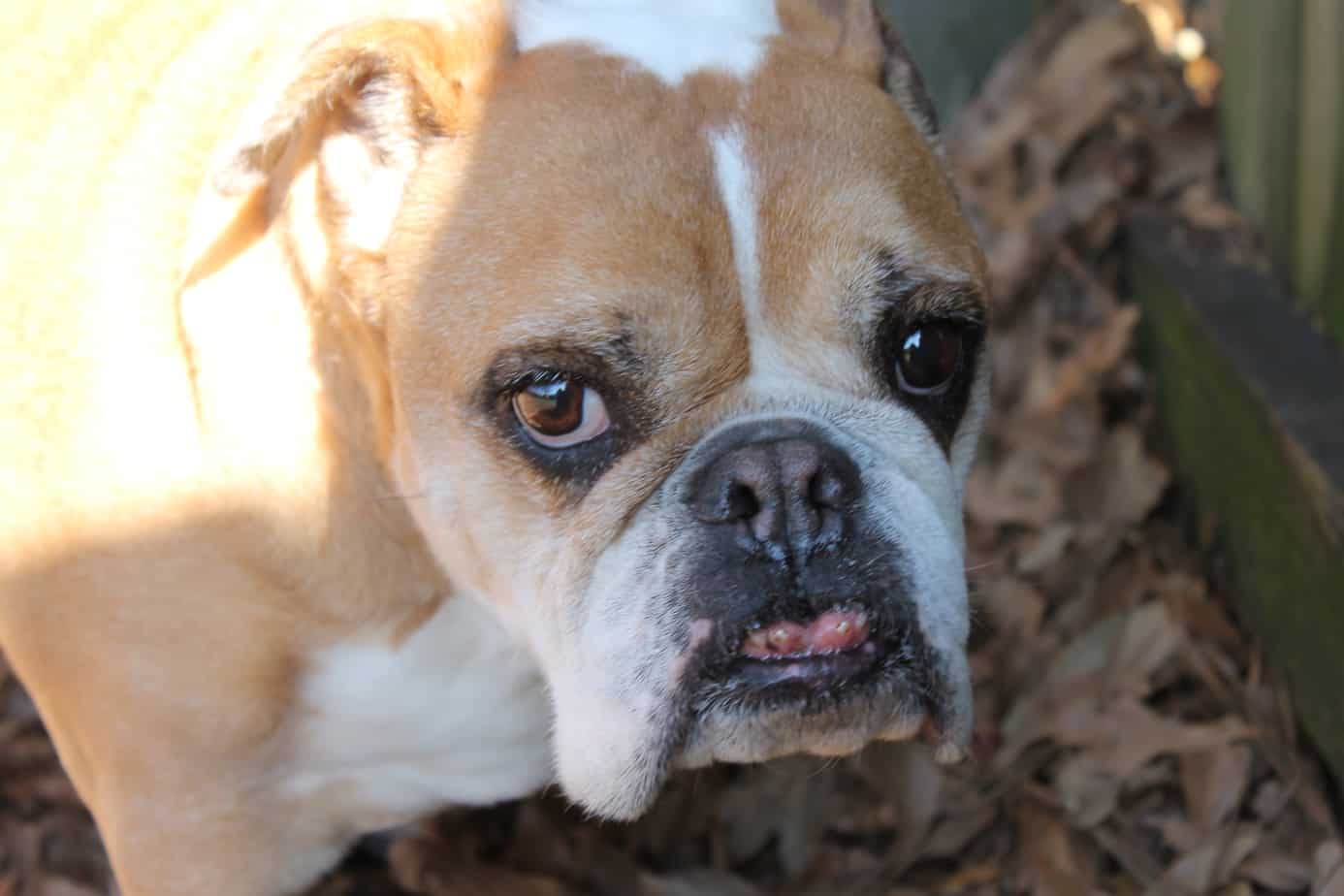 Baxter | Georgia English Bulldog Rescue