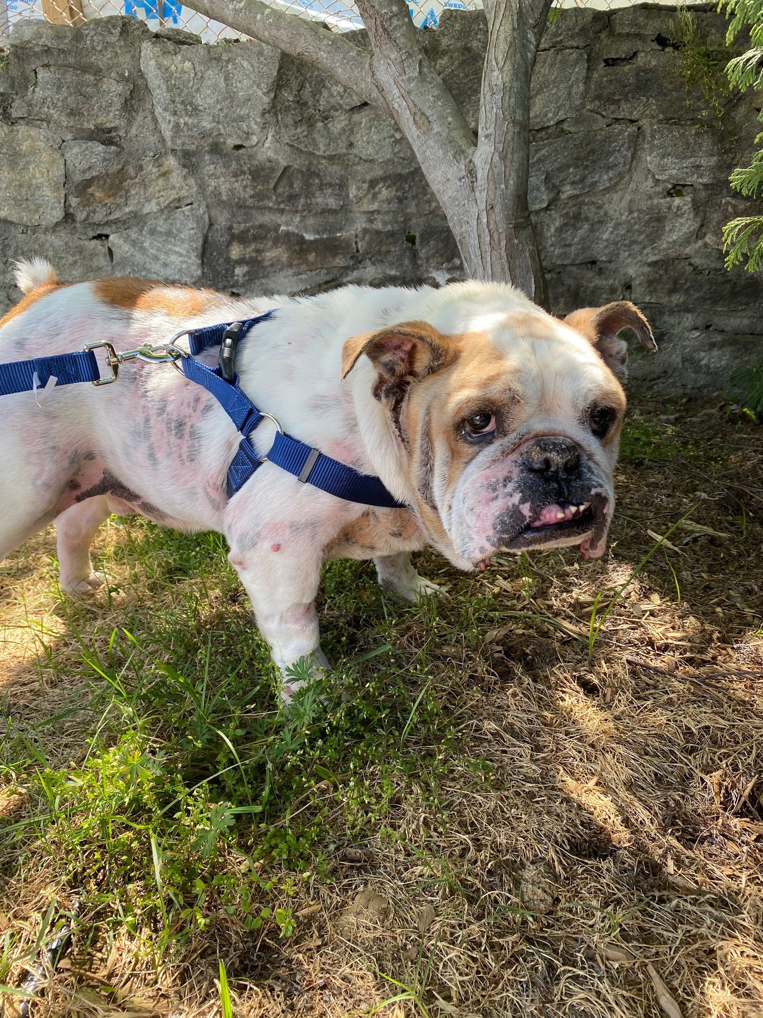 Bo Medical Hold English Bulldog Rescue
