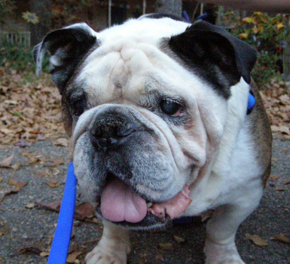 PeeWee – Rainbow Bridge | Georgia English Bulldog Rescue