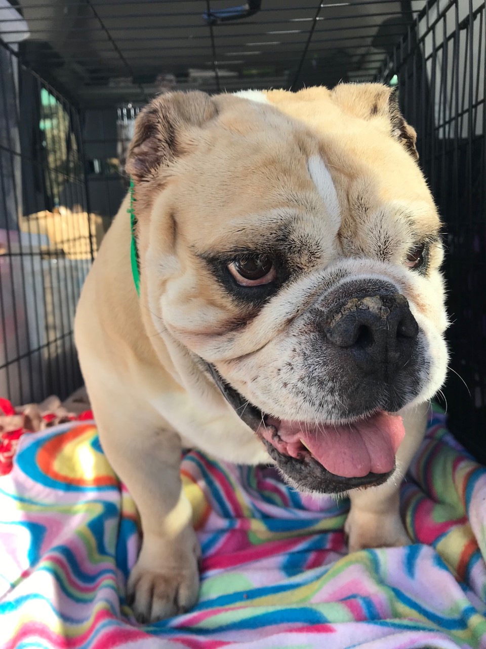 Abbie | Georgia English Bulldog Rescue