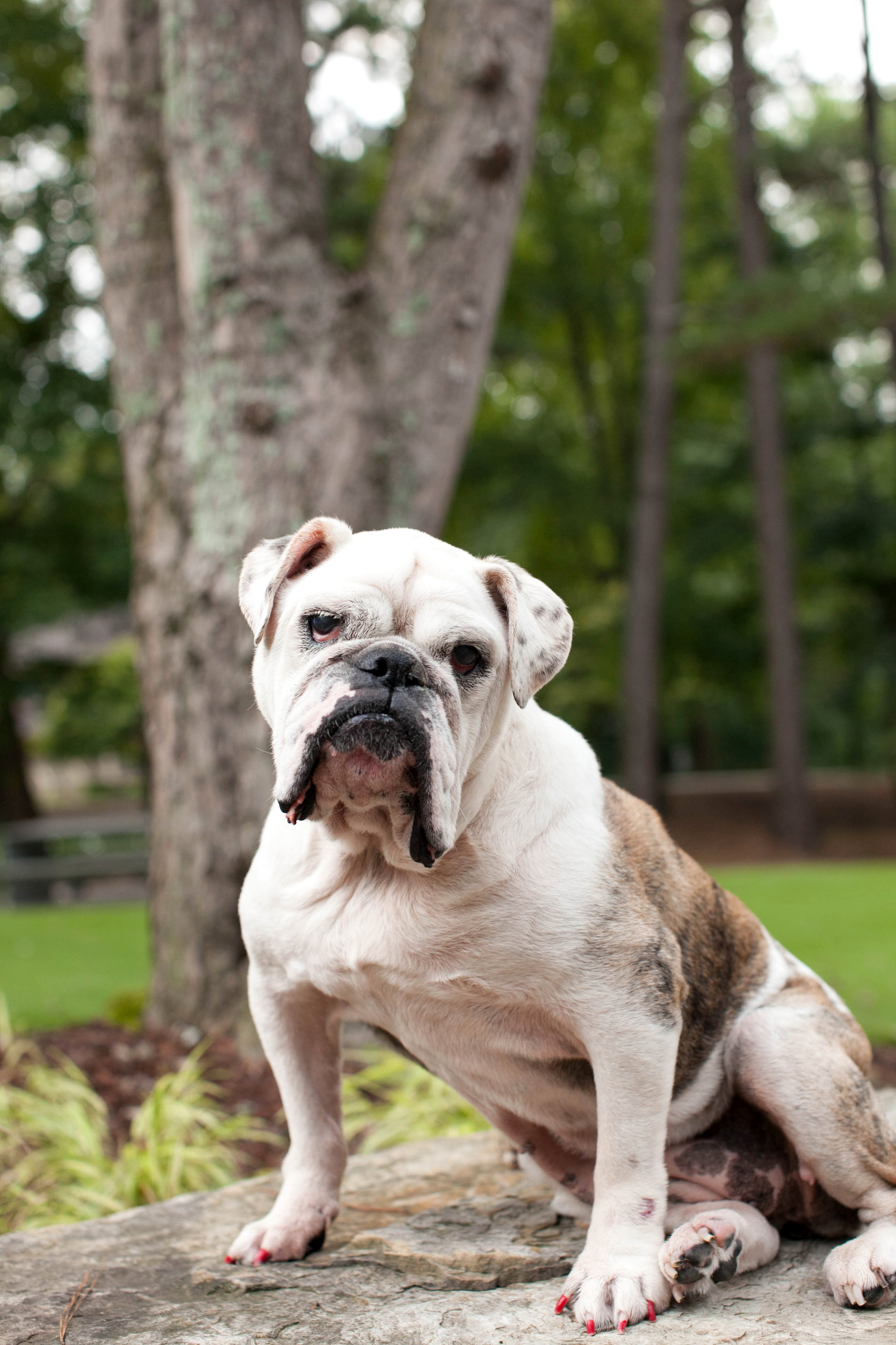 44 Top Photos English Bulldog Rescue Nc / Chanel English Bulldog | Northern California Bulldog Rescue